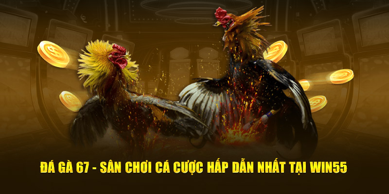 Đá Gà 67 - Sân Chơi Cá Cược Hấp Dẫn Nhất Tại WIN55